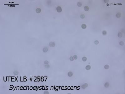 <strong>UTEX LB 2587</strong> <br><i>Synechocystis nigrescens</i>