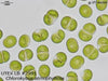 UTEX LB 2591 Chlorokybus atmophyticus | UTEX Culture Collection of Algae