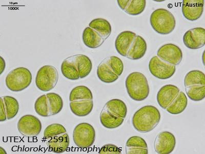 <strong>UTEX LB 2591</strong> <br><i>Chlorokybus atmophyticus</i>
