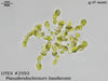 UTEX 2593 Pseudendoclonium basiliensis | UTEX Culture Collection of Algae