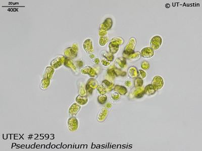 <strong>UTEX 2593</strong> <br><i>Pseudendoclonium basiliensis</i>