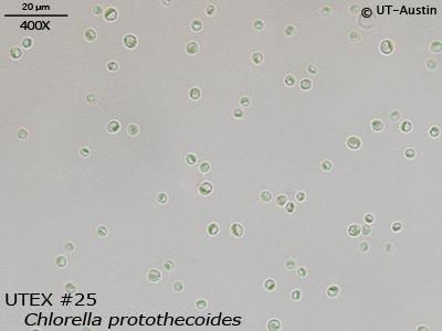 <strong>UTEX 25</strong> <br><i>Chlorella protothecoides</i>