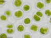 UTEX 2601 Prasinocladus malaysianus | UTEX Culture Collection of Algae