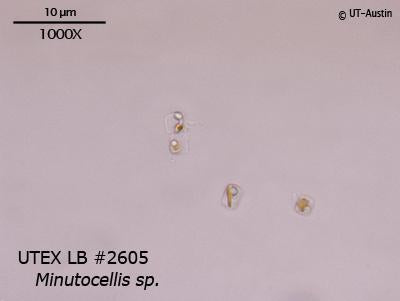 <strong>UTEX LB 2605</strong> <br><i>Minutocellis sp.</i>