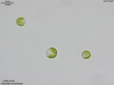 <strong>UTEX 260</strong> <br><i>Chlorella sorokiniana</i>