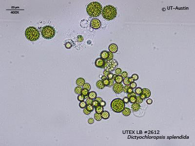 UTEX LB 2612 Dictyochloropsis splendida | UTEX Culture Collection of Algae