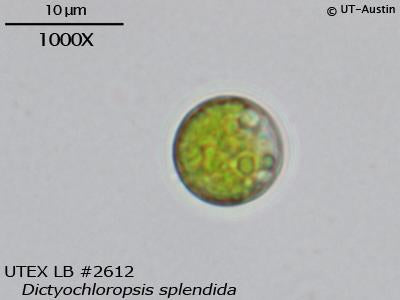 UTEX LB 2612 Dictyochloropsis splendida | UTEX Culture Collection of Algae