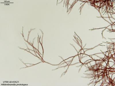 <strong>UTEX LB 2621</strong> <br><i>Hildenbrandia prototypus</i>