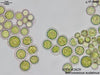UTEX B 2629 Botryococcus sudeticus | UTEX Culture Collection of Algae