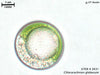 UTEX 2631 Chlorarachnion globosum | UTEX Culture Collection of Algae