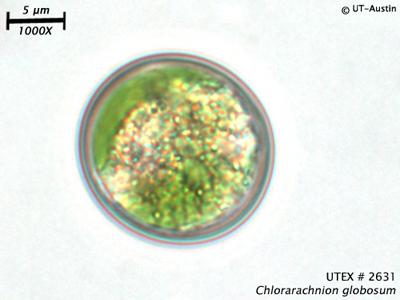 <strong>UTEX 2631</strong> <br><i>Chlorarachnion globosum</i>