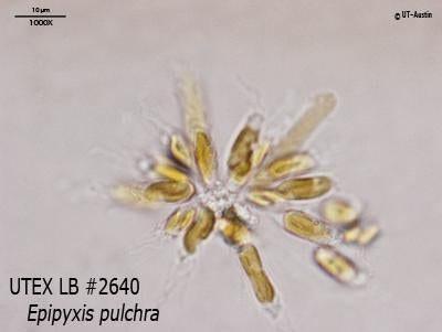<strong>UTEX LB 2640</strong> <br><i>Epipyxis pulchra</i>