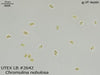 UTEX LB 2642 Chromulina nebulosa | UTEX Culture Collection of Algae