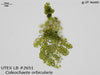UTEX LB 2651 Coleochaete orbicularis | UTEX Culture Collection of Algae
