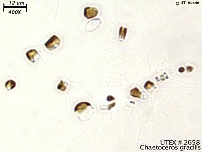 <strong>UTEX LB 2658</strong> <br><i>Chaetoceros gracilis</i>