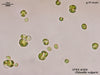 UTEX B 265 Chlorella vulgaris | UTEX Culture Collection of Algae