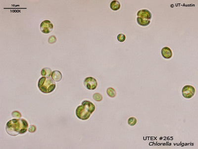 <strong>UTEX B 265</strong> <br><i>Chlorella vulgaris</i>