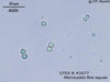 UTEX B 2677. Microcystis flos-aquae | UTEX Culture Collection of Algae