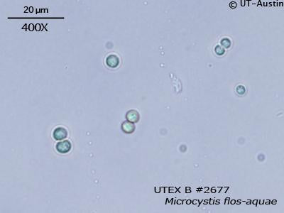 UTEX B 2677. Microcystis flos-aquae | UTEX Culture Collection of Algae
