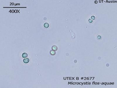 <strong>UTEX B 2677.</strong> <br><i>Microcystis flos-aquae</i>