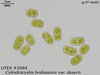 UTEX B 2684 Cylindrocystis brebissonii var. deserti | UTEX Culture Collection of Algae