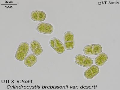 <strong>UTEX B 2684</strong> <br><i>Cylindrocystis brebissonii var. deserti</i>