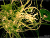 UTEX LB 2695 Acetabularia acetabulum | UTEX Culture Collection of Algae