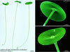 UTEX LB 2695 Acetabularia acetabulum | UTEX Culture Collection of Algae