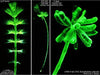 UTEX LB 2702 Acetabularia caliculus | UTEX Culture Collection of Algae