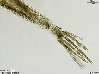 <strong>UTEX LB 2711</strong> <br><i>Chalmasia antillana</i>