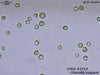 UTEX 2714 Chlorella vulgaris | UTEX Culture Collection of Algae