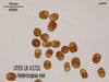 UTEX LB 2722 Heterocapsa niei | UTEX Culture Collection of Algae