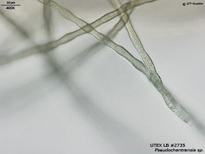 UTEX LB 2735 Pseudochantransia sp. | UTEX Culture Collection of Algae