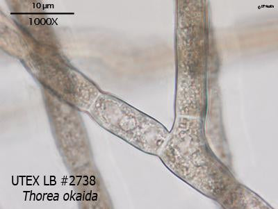 <strong>UTEX LB 2738</strong> <br><i>Thorea okaida</i>