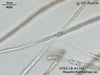UTEX LB 2741 Pseudochantransia sp. | UTEX Culture Collection of Algae