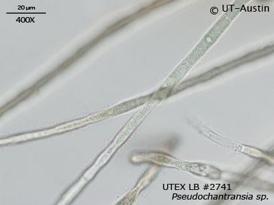 UTEX LB 2741 Pseudochantransia sp. | UTEX Culture Collection of Algae