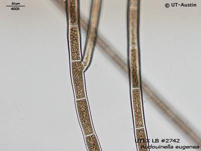 <strong>UTEX LB 2742</strong> <br><i>Audouinella eugenea</i>