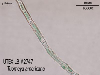 UTEX LB 2747 Tuomeya americana | UTEX Culture Collection of Algae