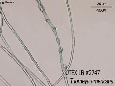 UTEX LB 2747 Tuomeya americana | UTEX Culture Collection of Algae
