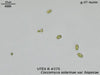 UTEX B 275 Coccomyxa solarinae var. bisporae | UTEX Culture Collection of Algae