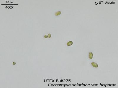 <strong>UTEX B 275</strong> <br><i>Coccomyxa solarinae var. bisporae</i>