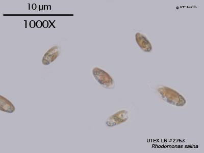 UTEX LB 2763 Rhodomonas salina | UTEX Culture Collection of Algae