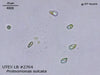 UTEX LB 2764 Proteomonas sulcata | UTEX Culture Collection of Algae
