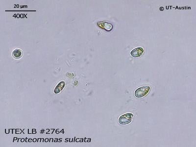 UTEX LB 2764 Proteomonas sulcata | UTEX Culture Collection of Algae