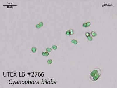 <strong>UTEX LB 2766</strong> <br><i>Cyanophora biloba</i>
