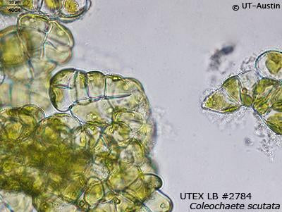 <strong>UTEX LB 2784</strong> <br><i>Coleochaete scutata</i>