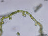 UTEX LB 2785 Coleochaete sp. | UTEX Culture Collection of Algae