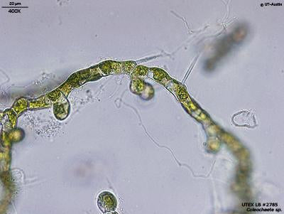 <strong>UTEX LB 2785</strong> <br><i>Coleochaete sp.</i>