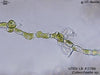 UTEX LB 2786 Coleochaete sp. | UTEX Culture Collection of Algae