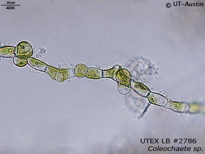 <strong>UTEX LB 2786</strong> <br><i>Coleochaete sp.</i>